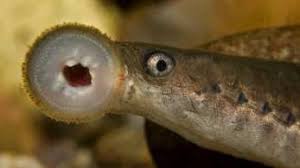 Attēlu rezultāti vaicājumam “Lampetra planeri”