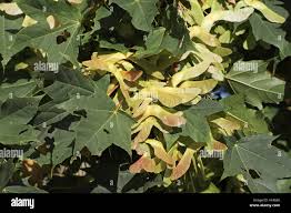 Attēlu rezultāti vaicājumam “Acer platanoides fruit”