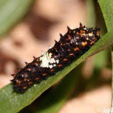 Attēlu rezultāti vaicājumam “Papilio machaon upperside”