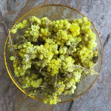 Attēlu rezultāti vaicājumam “Helichrysum arenarium bud”