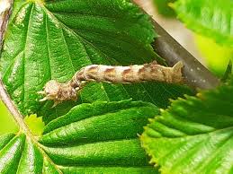 Attēlu rezultāti vaicājumam “Erannis defoliaria larva”