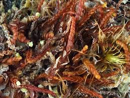 Attēlu rezultāti vaicājumam “Odontoschisma denudatum”