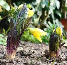 Attēlu rezultāti vaicājumam “Scopolia carniolica leaf”