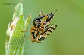 Attēlu rezultāti vaicājumam “Urophora jaceana”