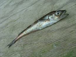 Image result for Boreogadus saida