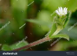 Attēlu rezultāti vaicājumam “Cerastium holosteoides fruit”