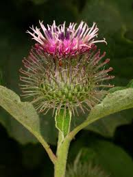 Attēlu rezultāti vaicājumam “Arctium”