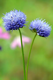 Attēlu rezultāti vaicājumam “Jasione montana flower”