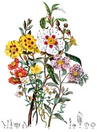 Attēlu rezultāti vaicājumam “Cistaceae”