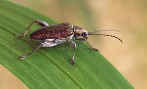 Attēlu rezultāti vaicājumam “Donacia”