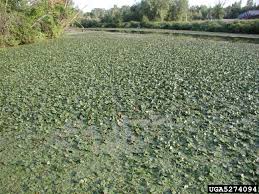 Attēlu rezultāti vaicājumam “Trapa natans”