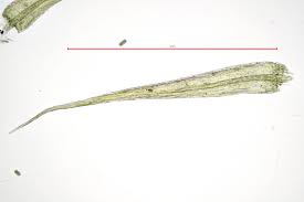 Attēlu rezultāti vaicājumam “Rhynchostegiella tenella macro”