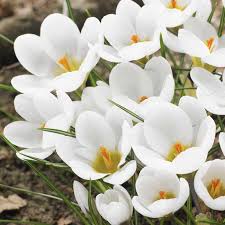 Attēlu rezultāti vaicājumam “Crocus”