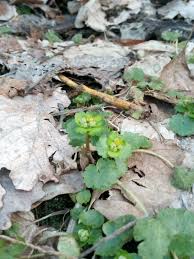 Attēlu rezultāti vaicājumam “Chrysosplenium alternifolium”