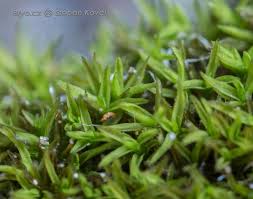 Attēlu rezultāti vaicājumam “Gymnostomum calcareum macro”