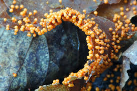 Attēlu rezultāti vaicājumam “Physarum psittacinum stalked”