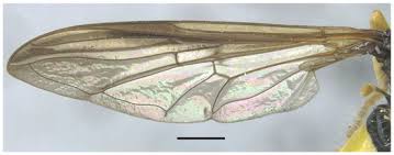 Attēlu rezultāti vaicājumam “Xanthogramma sp. male”