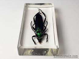 Attēlu rezultāti vaicājumam “Aromia moschata”