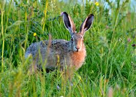 Attēlu rezultāti vaicājumam “Lepus europaeus”