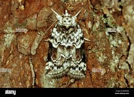 Attēlu rezultāti vaicājumam “Nycteola sp.”