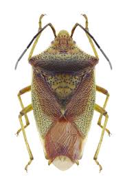 Attēlu rezultāti vaicājumam “Acanthosoma haemorrhoidale imago”