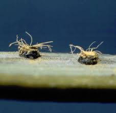 Attēlu rezultāti vaicājumam “Exobasidiales”