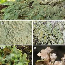 Attēlu rezultāti vaicājumam “Hypocenomyce friesii”