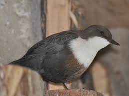 Attēlu rezultāti vaicājumam “Cinclus cinclus”