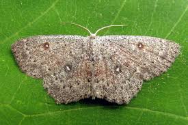 Attēlu rezultāti vaicājumam “Cyclophora pendularia”