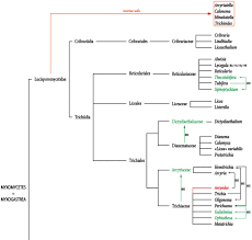 Attēlu rezultāti vaicājumam “Trichia alpina sessile”