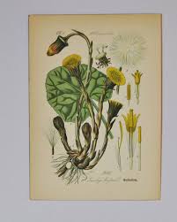 Attēlu rezultāti vaicājumam “Tussilago farfara flower”