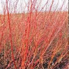 Attēlu rezultāti vaicājumam “Salix daphnoides subsp. acutifolia”