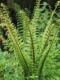 Attēlu rezultāti vaicājumam “Dryopteris affinis”