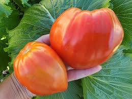 Afbeeldingsresultaat voor erdie family oxheart tomato