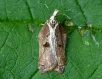 Attēlu rezultāti vaicājumam “Acleris cristana”