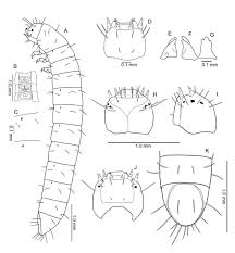 Attēlu rezultāti vaicājumam “Euura brevicornis larva”