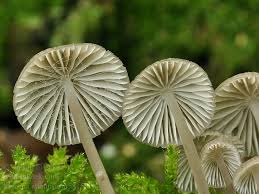 Attēlu rezultāti vaicājumam “Mycena abramsii”
