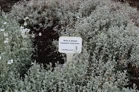 Attēlu rezultāti vaicājumam “Cerastium tomentosum leaf”