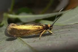 Attēlu rezultāti vaicājumam “Roeslerstammia erxlebella”