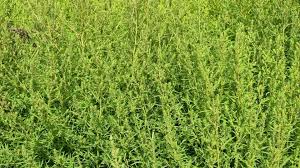 Attēlu rezultāti vaicājumam “Chenopodiaceae”