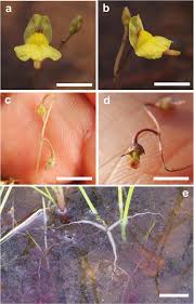Attēlu rezultāti vaicājumam “Utricularia intermedia bud”