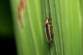 Attēlu rezultāti vaicājumam “Blattoptera”