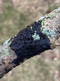 Attēlu rezultāti vaicājumam “Exidia cartilaginea”