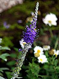 Attēlu rezultāti vaicājumam “Veronica spicata fruit”