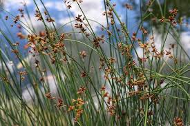 Attēlu rezultāti vaicājumam “Schoenoplectus lacustris subsp. glaucus”