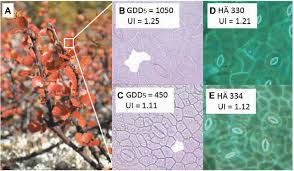 Attēlu rezultāti vaicājumam “Betula nana leaf”