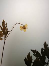 Attēlu rezultāti vaicājumam “Ranunculus lanuginosus bud”