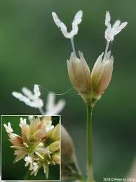 Attēlu rezultāti vaicājumam “Luzula luzuloides fruit”