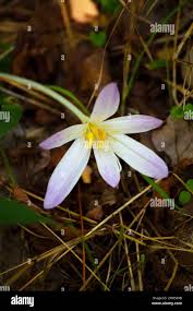Attēlu rezultāti vaicājumam “Erythronium sibiricum flower”