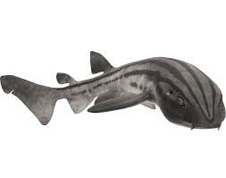 Image result for Poroderma africanum